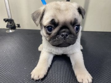 パグ【山梨県・男の子・2020年3月13日・フォーン】の写真「可愛くなって来ました！」