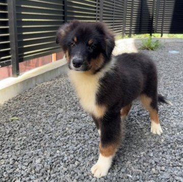 オーストラリアン・シェパード【山梨県・男の子・2023年5月26日・ブラックトライ】の写真「甘えん坊な男の子✨」