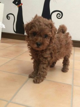 トイプードル(トイ)【山梨県・女の子・2017年10月22日・レッド】の写真「現在680グラム！」