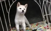 柴犬(標準サイズ)【山梨県・女の子・2018年3月13日・白】の写真1