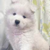 サモエド