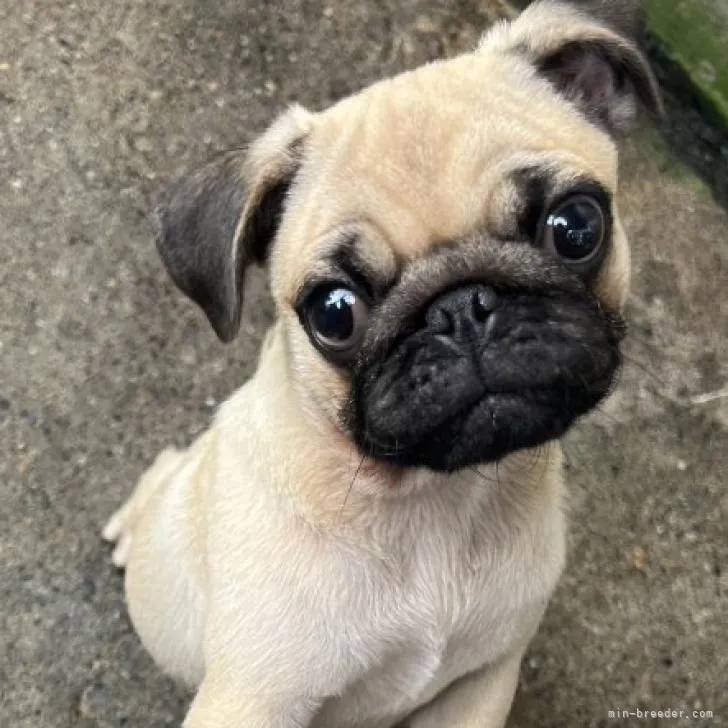 ID：2205-01297の子犬