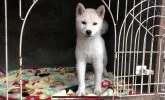 柴犬(標準サイズ)【山梨県・女の子・2018年3月13日・白】の写真3