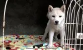 柴犬(標準サイズ)【山梨県・女の子・2018年3月13日・白】の写真4
