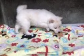 柴犬(標準サイズ)【山梨県・女の子・2018年3月13日・白】の写真5