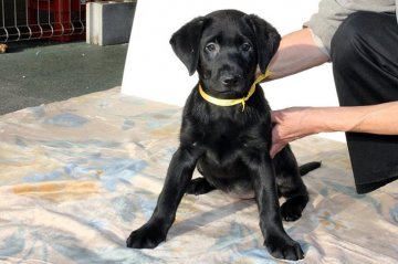 ラブラドールレトリバー【滋賀県・女の子・2021年9月2日・ブラック】の写真「☆可愛いおんなのこ☆黄色リボンちゃん」