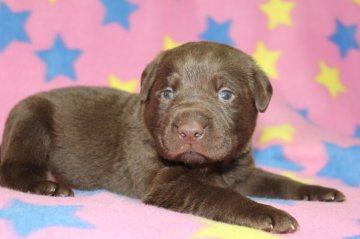 ラブラドールレトリバー【滋賀県・男の子・2020年5月5日・チョコレート】の写真「とても可愛いチョコラブ君」