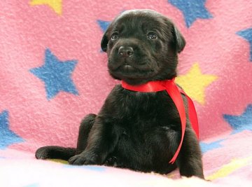 ラブラドールレトリバー【滋賀県・女の子・2021年9月2日・ブラック】の写真「☆可愛いおんなのこ☆赤リボンちゃん」