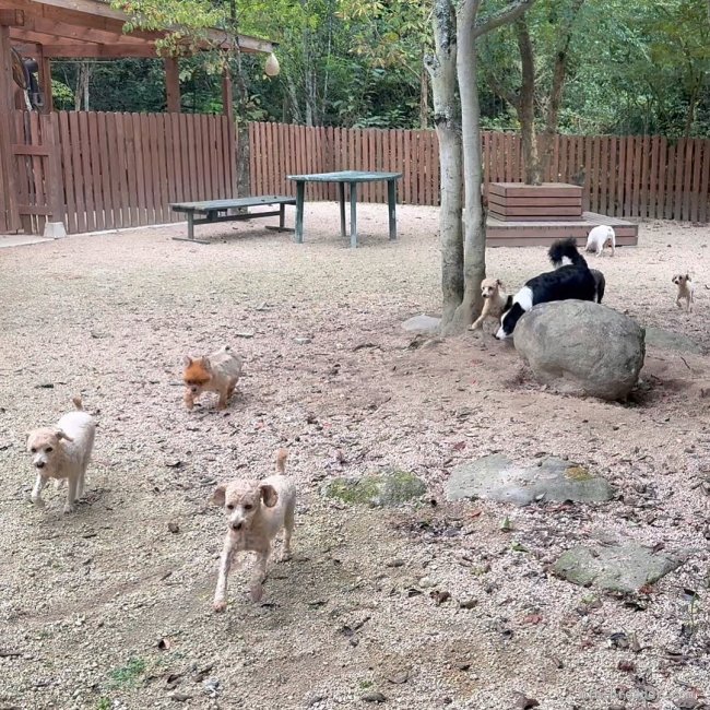 猪俣　賢(いのまた　けん)ブリーダー(山口県・トイプードルなど・JKC登録)の紹介写真5