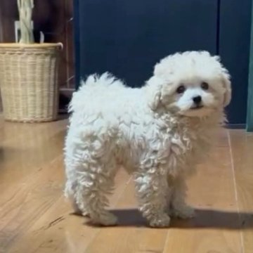 トイプードル(ティーカップ)【山口県・男の子・2025年8月20日・クリーム】の写真「実物は100倍かわいい⭐︎」