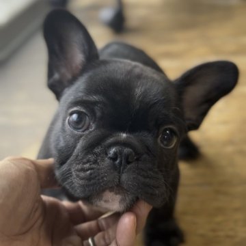 フレンチブルドッグ【山口県・男の子・2024年11月4日・ブリンドル】の写真「ムチムチボディ」