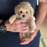 ティーカッププードル