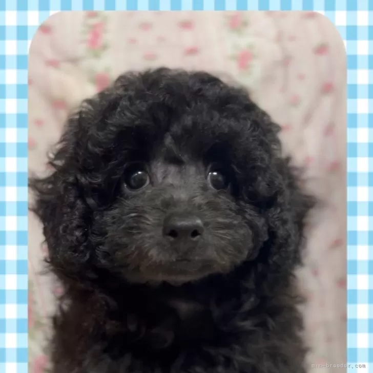 ID：2407-04422の子犬