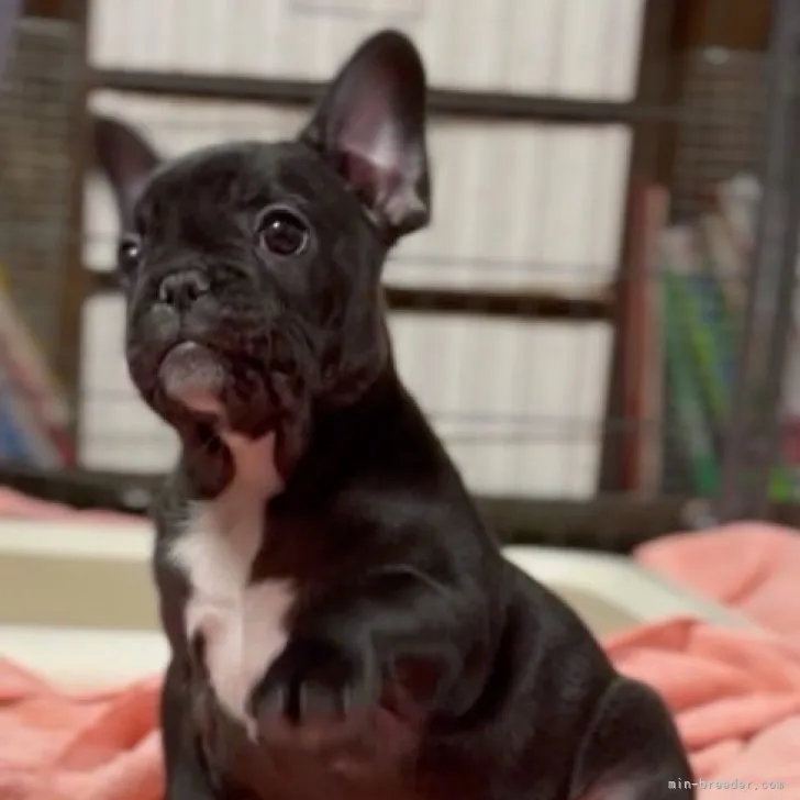 K.T 様のお迎えした子犬