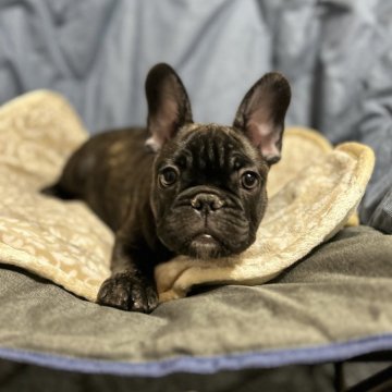 フレンチブルドッグ【山口県・男の子・2023年10月1日・ブリンドル】の写真「僕まだ名前がないの」