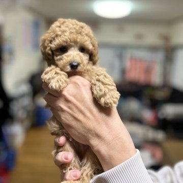 トイプードル(トイ)【山口県・男の子・2023年12月7日・アプリ】の写真「🟢ご予約受付中です！」