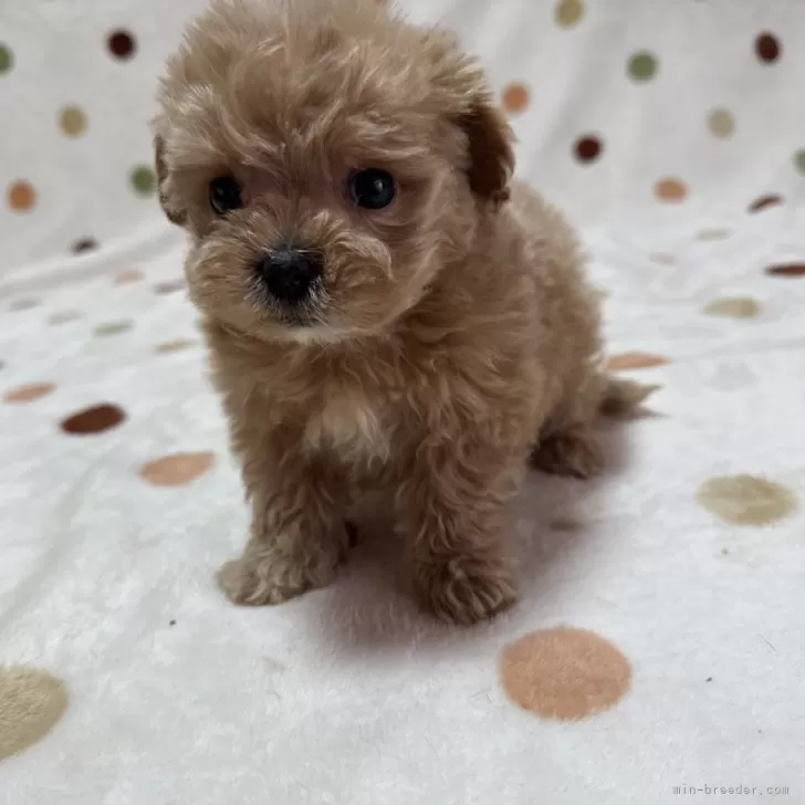 ID：2502-03702の子犬