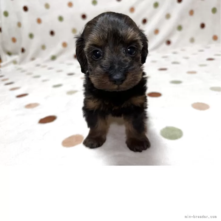 ダップー(トイプードル×ダックスフンド)【岐阜県・女の子・2025年10月29日・レッド】の写真1