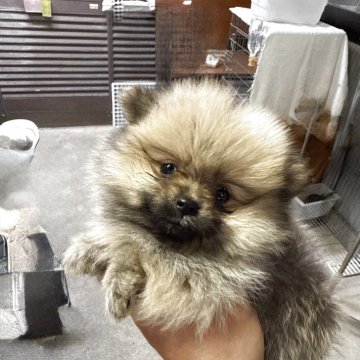 ポメラニアン【岐阜県・女の子・2025年8月24日・クリームセーブル】の写真「くりくりお目めですよ♪」