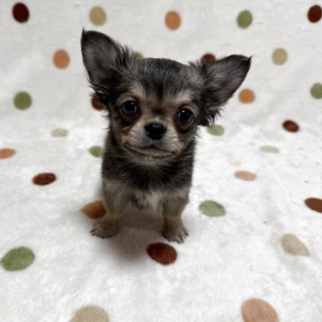 チワワ(ロング)【岐阜県・男の子・2025年9月26日・フォーン】の写真「くりくりお目めですよ♪」