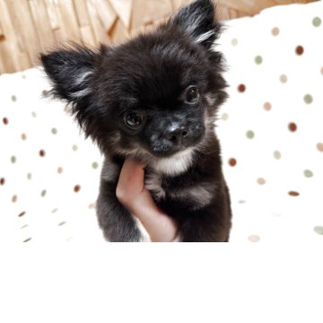 チワワ(ロング)【岐阜県・女の子・2025年3月6日・ブラックタンホワイト】の写真「くりくりお目めですよ♪」