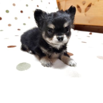 チワワ(ロング)【岐阜県・女の子・2025年9月26日・ブラッククリーム】の写真「くりくりお目めですよ♪」