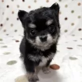 チワワ(ロング)