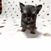 チワワ(ロング)