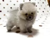 ポメラニアン