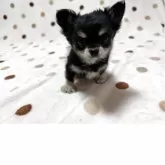 チワワ(ロング)