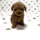 トイプードル(トイ)【岐阜県・男の子・2025年10月15日・レッド】の写真1