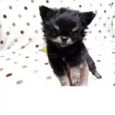 チワワ(ロング)