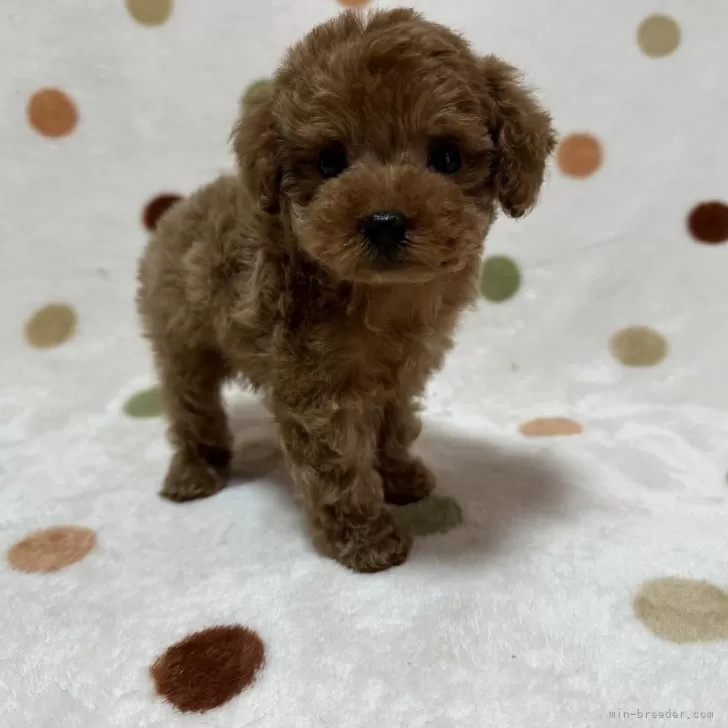 T.O 様のお迎えした子犬