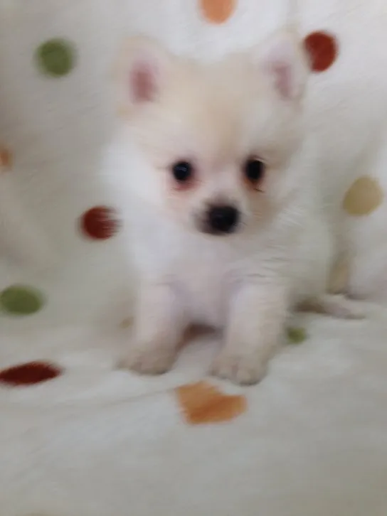 ID：1607-02208の子犬