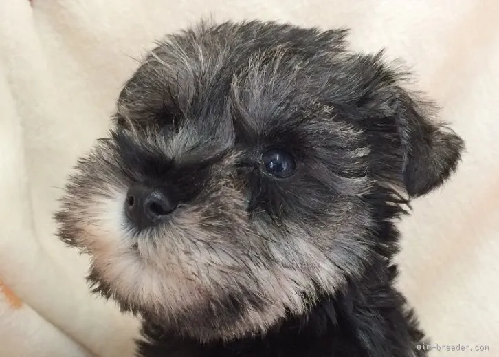 すぅちゃん 様のお迎えした子犬