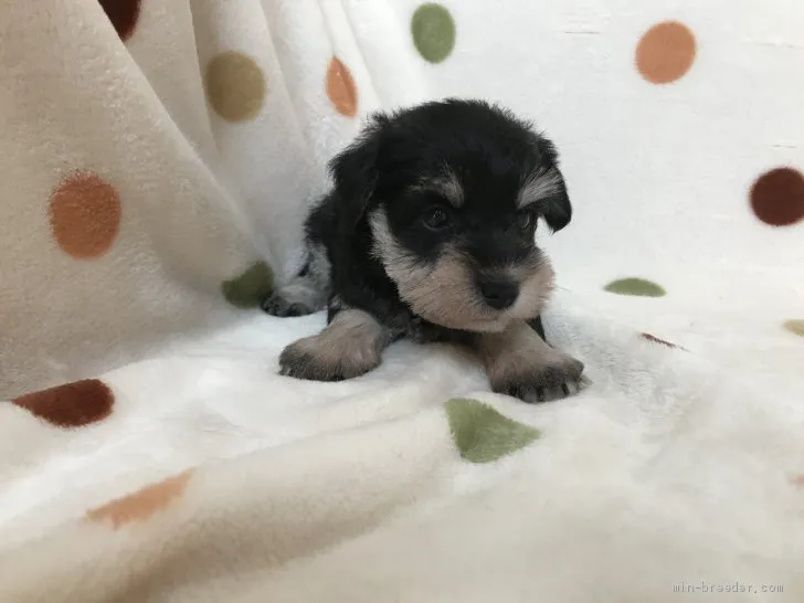ID：1909-02420の子犬