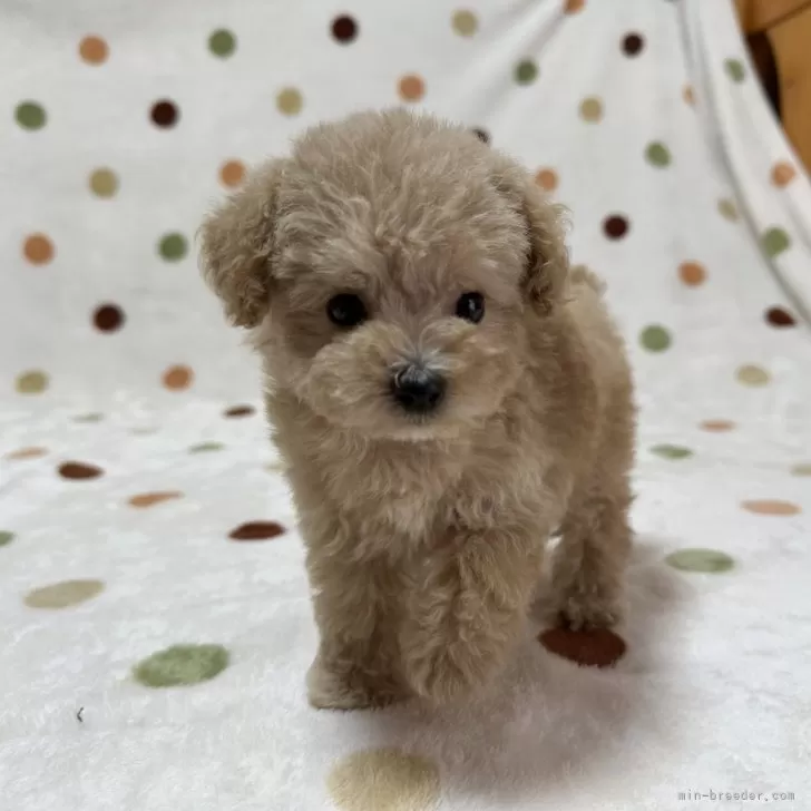 ID:2407-08144の子犬