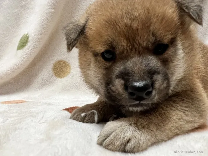 A.S 様のお迎えした子犬