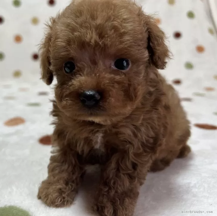 ID：2406-07366の子犬