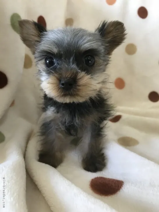 ID:1712-00383の子犬