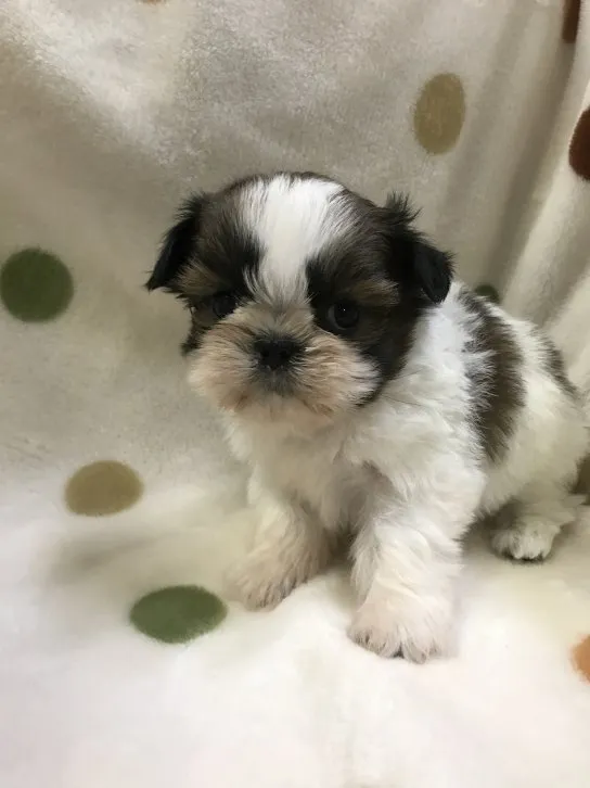 ID:1611-00880の子犬