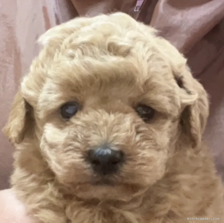 K.T 様のお迎えした子犬