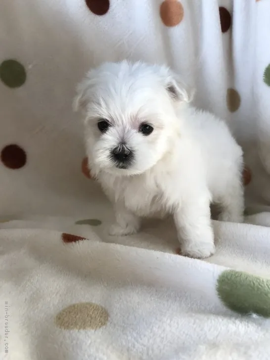 ID：1804-00637の子犬