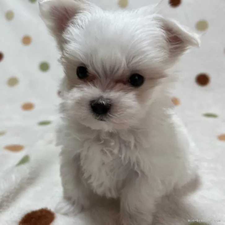 ID：2304-04375の子犬