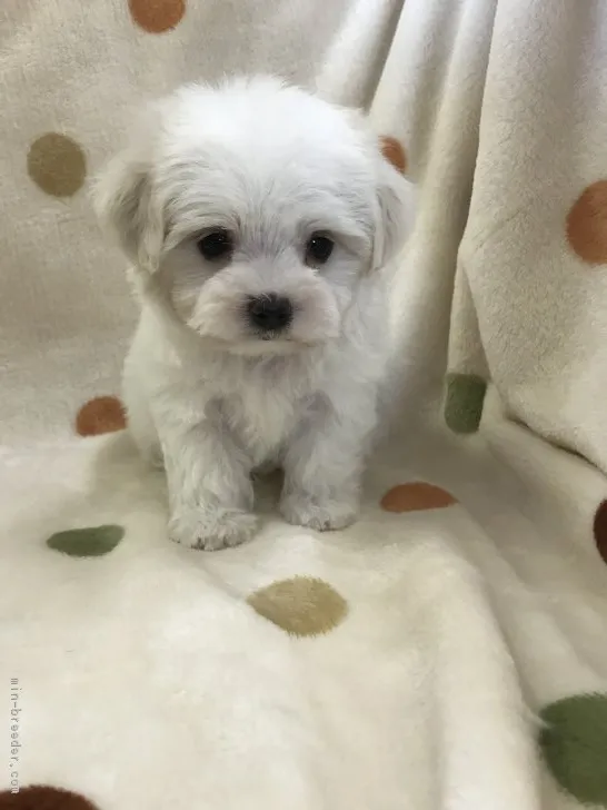 ID：1612-00812の子犬