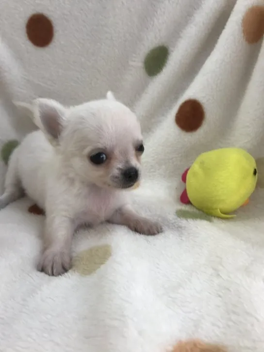 ID：1610-00688の子犬