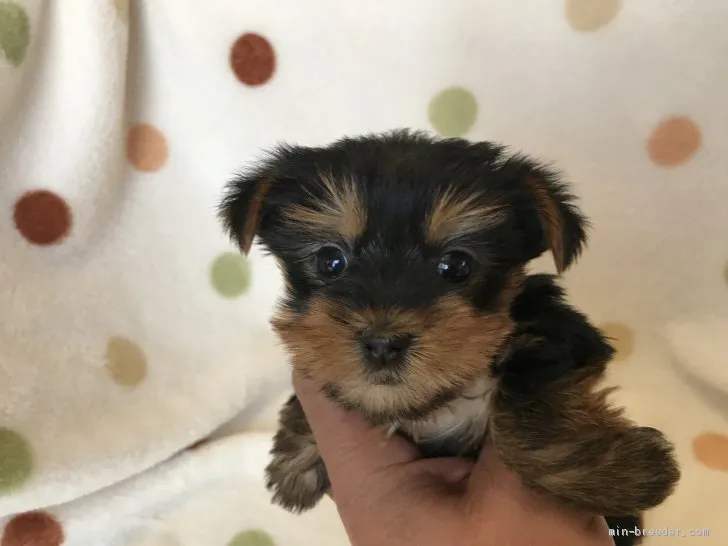 ID:2104-01176の子犬