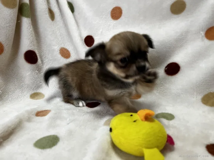 Y.M 様のお迎えした子犬
