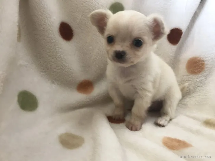 ID：1811-01092の子犬