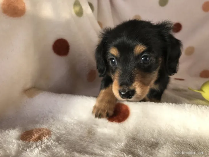ID:2011-02621の子犬